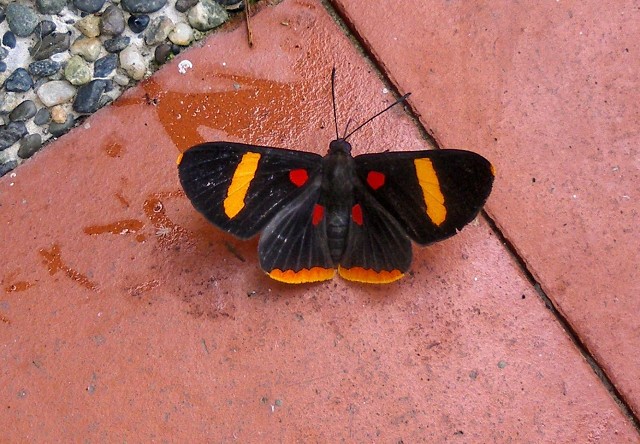 Vlinder - Mariposa